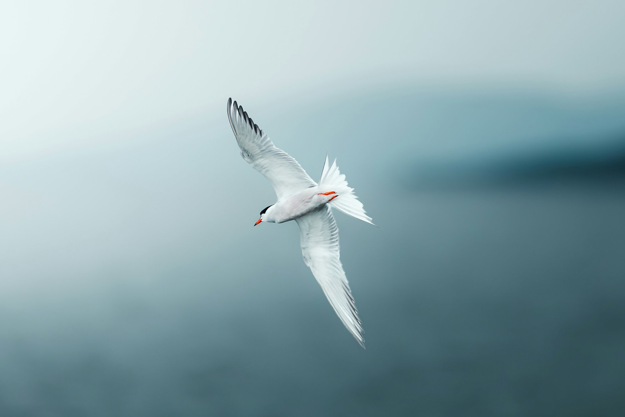 a-white-bird-flies-gracefully-over-a-blurred-blue-background-.jpg A white bird flies gracefully over a blurred blue background.